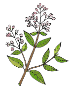 henna flower plant icon